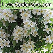 Philadelphus 'Avalanche', Mock Orange 'Avalanche', Philadelphus Lemoinei 'Avalanche', blühender Strauch, Weiße Blüten, Duftender Strauch, Blühender Strauch