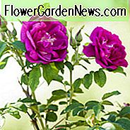 Rosa Rugosa, Rugosa Rose, japanische Rose, Ramanas Rose, wilde Rosen, Rugosa Hybriden, Strauchrosen, rosa Rosen, Hardy Rosen