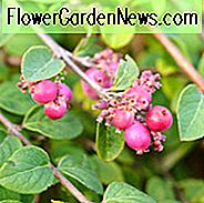 Symphoricarpos × Chenaultii 'Hancock', Schneebeere 'Hancock', Chenault Coralberry, Sträucher, Herbstfarbe, Strauch mit Beeren
