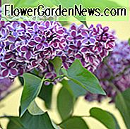 Syringa vulgaris 'Empfindung', Syringa 'Empfindung', Flieder 'Empfindung', zweifarbige Flieder, purpurrote Flieder, wohlriechende Flieder