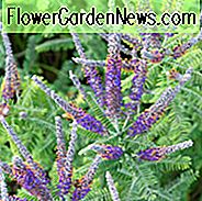Amorpha Canescens, Leitpflanze, lila Blüten, Trockenheit tolerant Strauch, Sommer blüht, lila Blüten, falsche Indigo