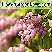 New England, New England Garten, beste Sträucher, Sträucher für Neuengland, große Sträucher, Top Sträucher, Nordosten, Nordosten Garten, beste Sträucher für Nordosten, Sträucher für Nordosten