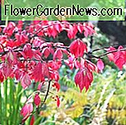 New England, New England Garten, beste Sträucher, Sträucher für New England, große Sträucher, Top Sträucher, Nordosten, Nordost-Garten, beste Sträucher für Nordosten, Sträucher für Pisten, Sträucher für Schatten