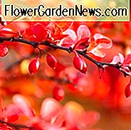 New England, New England Garten, beste Sträucher, Sträucher für Neuengland, große Sträucher, Top Sträucher, Nordosten, Nordost-Garten, beste Sträucher für Nordosten, Herbst Farbe, Herbstlaub