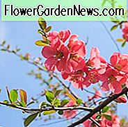 New England, New England Garten, beste Sträucher, Sträucher für New England, große Sträucher, Top Sträucher, Nordosten, Nordost-Garten, beste Sträucher für den Nordosten, Sträucher für trockenen Boden