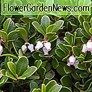 Arctostaphylos Uva-Ursi, Bärentraube, Creeping Manzanita, Gemeinsame Bärentraube, Kinninnick, Kinnikinnick, Pinemat Manzanita, immergrüne Strauch, Hardy Strauch, Strauch mit Beeren