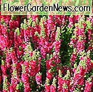 Calluna Vulgaris 'Dunkle Schönheit', Heather 'Dunkle Schönheit', Ling 'Dunkle Schönheit', Schottische Heide 'Dunkle Schönheit', Schottische Heide 'Dunkle Schönheit', Rote Blumen, Rote Heide, Rote Heidekraut, Schottische Heidekraut