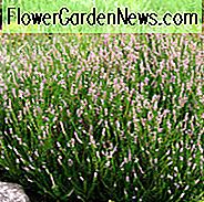 Calluna Vulgaris 'Frühlingsfackel', Heidekraut 'Frühlingsfackel', Ling 'Frühlingsfackel', schottische Heidekraut 'Frühlingsfackel', schottische Heidekraut 'Frühlingsfackel', lila Blüten, lila Heide, lila Heidekraut, schottische Heidekraut