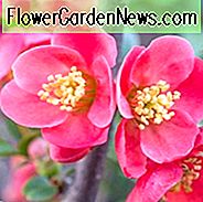 Chaenomeles x superba 'Pink Lady', japanische Quitte 'Pink Lady', blühende Quitte 'Pink Lady', Chaenomeles speciosa 'Pink Lady', japanische Blütenquitte, rosa Blüten, frühblühende Blüten