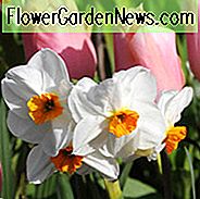 Narzissen Cragford, Narzisse Cragford, Tazetta Narzisse Cragford ', Frühlingszwiebeln, Frühlingsblumen, Tazetta Narzissen, Tazetta Narcissus, Mitte Frühjahrszwiebel, Spätfrühlingszwiebel, Narzisse der mittleren Jahreszeit, Narzisse der späten Jahreszeit, wohlriechende Narzisse