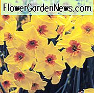 Narzisse 'Falconet', Narzisse 'Falconet', Tazetta Narzisse 'Falconet', Frühlingszwiebeln, Frühlingsblumen, Mitte Frühling Birne, Spätfrühling Zwiebel, Narzisse der mittleren Jahreszeit, Narzisse der späten Jahreszeit, wohlriechende Narzisse