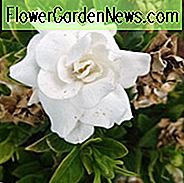 Gardenien, Blumen, Gardenien, gemeinsame Gardenien, Gardenienblüten, Gardenienblüten, Gardenienkrankheiten, Gardenienprobleme, Gardenienbraunblätter, Braune Blätter, Blätterdrehbraun, Brauenflecken auf Blättern