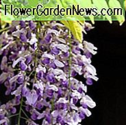 Wisteria Brachybotrys