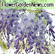 Wisteria Floribunda