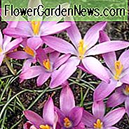 Krokus Tommasinianus 'Roseus', Krokus 'Roseus', früher Krokus, botanischer Krokus, Schneekrokus, Flieder Tommy, rosafarbener Krokus, Frühlings-Birnen, Frühlings-Blumen, frühe Frühlingsbirne, späte Winter blühende Birne