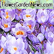 Crocus Sieberi, Krokus-Leuchtkäfer, Krokus-violette Königin, Krokus-Bowles-Weiß, Krokus-Tricolor, botanischer Krokus, Sieber-Krokus, Schneekrokus