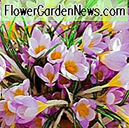 Krokus, duftender Krokus, duftender Krokus, duftende Frühlingszwiebeln, Krokus chrysanthus, Krokus siberi, Schneekrokus, früher Krokus