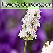 Lavendel Nana Alba, Engelsk Lavendel 'Nana Alba', Lavendel 'Nana Alba', Lavandula 'Nana Alba', Lavandula Angustifolia 'Dværg Hvid', Lavandula Angustifolia 'Baby Hvid', Lavandula Spica 'Nana Alba', Hvid Lavendel, Tørke tolerante planter, Deert tolerant