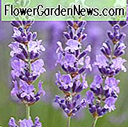 Lavandula Angustifolia 'Royal Purple', Engelsk Lavendel 'Royal Purple', Lavendel 'Royal Purple', Lavandula 'Royal Purple', Lavendelplanter, Lavendelblomster, Lavendelplanter, Lilla blomster, Tørke tolerante planter, Hjorte resistente planter, duftende blomster
