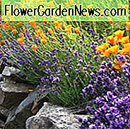 Lavendel ideer, Middelhavet haver, Lavendel hække, Rock Gardens, engelsk lavendel, spansk lavendel, fransk lavendel, fælles lavendel, ægte lavendel, lavandula angustifolia, lavandula stoechas, lavandula x intermedia