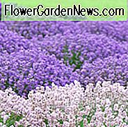 Lavendel guide, engelsk lavendel, spansk lavendel, fransk lavendel, almindelig lavendel, sand lavendel, lavandula angustifolia, lavandula stoechas, lavandula x intermedia, hvordan man vælger lavendel, hvordan man vælger lavendel
