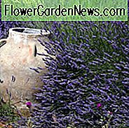 Lavendel, engelsk lavendel, spansk lavendel, fransk lavendel, almindelig lavendel, ægte lavendel, spike lavendel, lavandula angustifolia, lavandula dentata, lavandula stoechas, lavandula x intermedia, lavandula latifolia