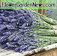 Lavendelblomster, lavendelblomst, engelsk lavendel, spansk lavendel, fransk lavendel, almindelig lavendel, ægte lavendel, lavandula angustifolia, lavandula stoechas, lavandula x intermedia
