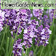 Lavandula Angustifolia 'Betty's Blue', Engelsk Lavendel 'Betty's Blue', Lavendel 'Betty's Blue', Lavandula 'Betty's Blue', Lavendelplanter, Lavendelblomster, Lavendelplanter, Lilla blomster, Tørketolerante planter, Hjortebestandige planter, Sommerblomster, f