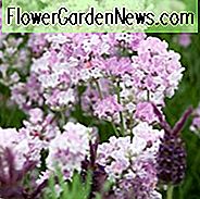 Lavandula Angustifolia 'Little Lottie', Lavender 'Little Lottie', Lavendel 'Little Lottie', Lavandula 'Little Lottie', Lavendelplanter, Lavendelblomster, Lavendelplante, Pink lavender, Tørke tolerante planter, Hjorte resistente planter, duftende flow