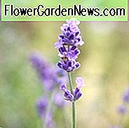 Lavendel Melissa Lilac, Lavandula Angustifolia Melissa Lilac, Engelsk Lavendel 'Melissa Lilac', Lavandula 'Melissa Lilac', Lilla blomster, Tørke tolerante planter, Hjorte resistente planter, duftende blomster