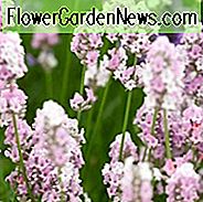 Lavandula Angustifolia Miss Katherine ', Engelsk Lavendel' Miss Katherine ', Lavendel' Miss Katherine ', Lavandula' Miss Katherine ', Pink Lavenders, Tørketolerant plante, Sommerblomster, Hjortebestandige planter, duftende blomster