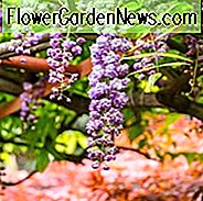 Wisteria Floribunda 'Violacea Plena', Japansk Wisteria 'Violacea Plena', Wisteria Brachybotrys 'Violacea Plena', Wisteria Venusta 'Violacea Plena', Wisteria violacea Plena, Doftande Vines, Dubbel Wisteria, Lila blommor