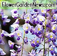 Wisteria 'Burford', Japansk Wisteria 'Burford', Wisteria floribunda × sinensis 'Burford', Wisteria floribunda 'Burford', Japansk Wisteria, Doftande Vine, Lila Blommor, Lavendelblommor