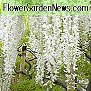 Wisteria Floribunda