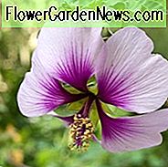 Lavatera maritima, Baummalve, Lavatera Bicolor, Lavatera maritima Bicolor, Lavatera 'Maritime', Malva Bicolor, Lavateras, rosa Blüten, trockenheitsresistente Blüten