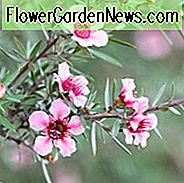 Leptospermum scoparium, Teebaum, Besen-Teebaum, Manuka-Myrte, Neuseeland-Teebaum, Mittelmeerpflanzen, Mittelmeersträuche, immergrüner Strauch