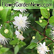 Myrtus Communis, gemeine Myrte, Myrte, weiße Blumen, duftender Strauch, immergrüner Strauch, wahre Myrte