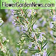 Rosmarinus Officinalis, Rosmarin, Kraut, duftender Strauch, duftendes Kraut, Mittelmeerpflanze, mehrjähriger Strauch