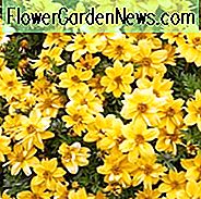 Tagetes lemmonii, Mexikanische Ringelblume, Strauch-Ringelblume, mexikanische Busch-Ringelblume, Berg Lemmon Ringelblume, Kupfer-Schlucht-Gänseblümchen, Mittelmeersträuche, immergrüne Sträuche, gelbe Blumen, orange Blumen, Dürre tolerante Blumen