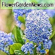Ceanothus, Kalifornien Flieder, Bergflieder, wilde Flieder, Buckbrush, Blueblossom, dürre tolerante Sträucher, blaue Blumen, Küstensträucher, salztolerante Sträucher, immergrüne Sträuche, duftende Sträuche