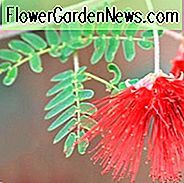 Calliandra californica, Baja Feenstaubwedel, Roter Feenstaubwedel, Flammenbusch, Rote Blumen, Dürre tolerante Blumen, Dürre tolerante Sträucher