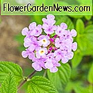 Lantana montevidensis, schleppender Lantana, purpurroter schleppender Lantana, Lantana sellowiana, Pole-Cat Geranium, weinendes Lantana, wilde Verbene, Mittelmeerpflanzen, Mittelmeersträuche, purpurrote Blumen, Dürre tolerante Blumen, Dürre tolerante Pflanzen, dürre tolerante Sträuche