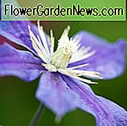 Clematis Arabella, kleinblütige Clematis, Integrifolia Clematis, Clematis der Gruppe 3, purpurroter Clematis, blauer Clematis, Clematis Rebe, Clematis-Pflanze, Blumen-Reben
