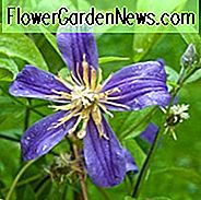 Clematis Integrifolia 'Juuli', Clematis 'Juuli', Integrifolia Gruppe Clematis 'Juuli', Clematis x Diversifolia 'Juuli', Gruppe 3 Clematis, violette Clematis, blaue Clematis, Clematis Rebe, Clematis Plant, Blumen Reben, Clematis Flower, Clematis Pruning
