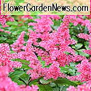 Astilbe x Arendsii 'Granat', Astilbe 'Granat', False Spirea 'Granat', False Goat's Beard 'Granat', Red astilbe, Pink astilbe