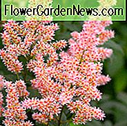 Astilbe 'Hip Hop', Astilbe 'Hip Hop', False Spirea 'Hip Hop', Valse geitenbaard 'Hip Hop', Roze Astilbes, Roze bloemen, bloemen voor schaduw
