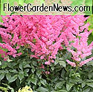 Astilbe 'Jump and Jive', Astilbe 'Jump and Jive', False Spirea 'Jump and Jive', False Goat's Beard 'Jump and Jive', Astilbe Arendsii 'Jump and Jive', Roze Astilbes, Roze bloemen, bloemen voor schaduw