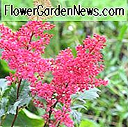 Astilbe 'Montgomery', Astilbe Japonica 'Montgomery', False Spirea 'Montgomery', False Goat's Beard 'Montgomery', Rode Astilbes, Rode bloemen, bloemen voor schaduw