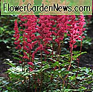 Astilbe 'Red Sentinel', Astilbe Japonica 'Red Sentinel', False Spirea 'Red Sentinel', False Goat's Beard 'Red Sentinel', Red Astilbes, Rode bloemen, bloemen voor schaduw