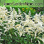 Astilbe Sneeuwjacht informatie, Sneeuwjacht Astilbe informatie, Valse Spirea Sneeuwjacht informatie, Astilbe x Arendsii Sneeuwjacht, White astilbe